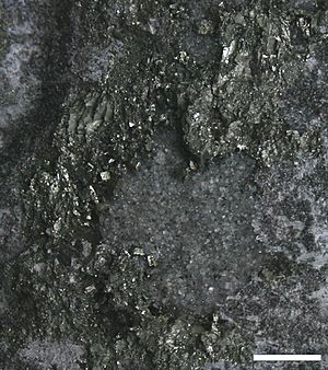 Bald Eagle Formation Pyrite