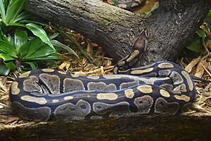 Ball python (Python regius), Bronx Zoo