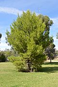 Balranald Anzac Park Lone Pine 001