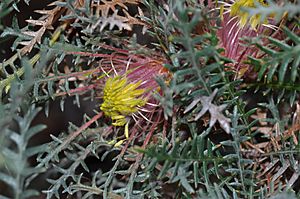 Banksia serratuloides subsp. serratuloides.jpg