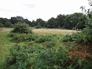 Bergholt Heath