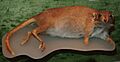 Bettongia lesueur