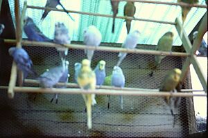 Birds at Blackgang Chine