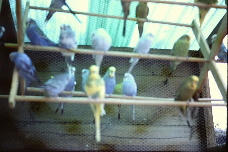 Birds at Blackgang Chine