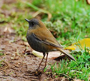 Black-billed Nightingale-thrush.jpg