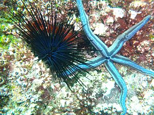Blue urchin and blue seastar