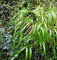 Brachypodium sylvaticum hivern