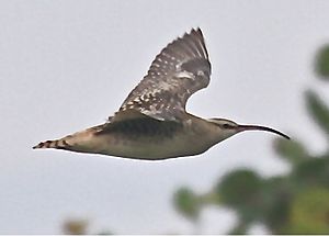 Bristle-thighed Curlew 2