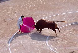 Bull attacks matador