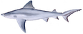 Bull shark (Duane Raver)