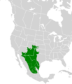Callipepla squamata map