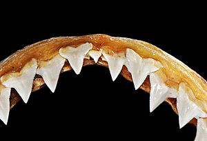 Carcharhinus plumbeus upper teeth