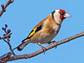 Carduelis carduelis EM1B1001 (41169717352)