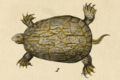Chicken turtle from Sonnini & Latreille 1801