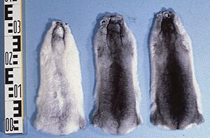Chinchilla lanigera fur skins