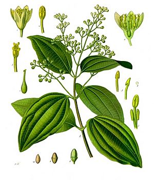 Cinnamomum verum - Köhler–s Medizinal-Pflanzen-182