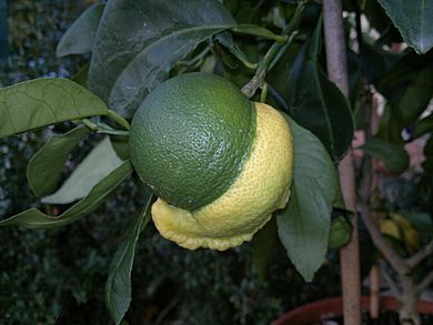 Citrus aurantium "bizzarria" frutto acerbo