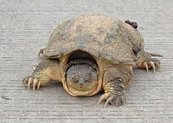 Common-snapping-turtle