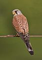 Common kestrel falco tinnunculus