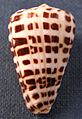 Conus ebraeus 001