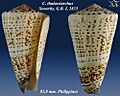 Conus thalassiarchus 2