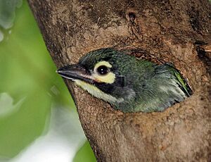 Coppersmith Barbet (Megalaima Haemacephala)- Juvenile at nest in Kolkata I IMG 8293