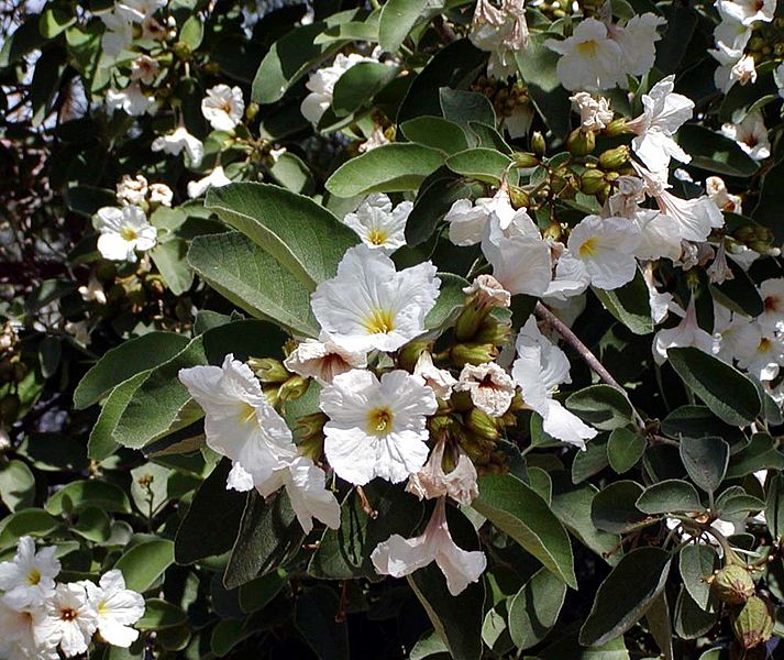 Cordia boisseri flowers