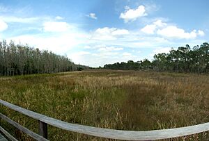 Corkscrew swap sanctuary, Florida