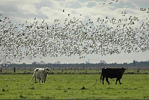 Cow geese