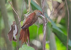 Cranioleuca muelleri - Scaled Spinetail; Mazagão, Amapá, Brazil.jpg
