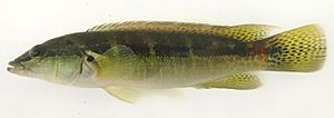 Crenicichla minuano.jpg