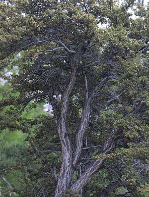 Curl-leaf mountain mahogany Cercocarpus ledifolius big bush.jpg