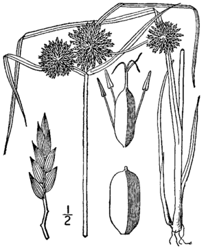Cyperus lupulinus ssp. lupulinus BB-1913.png