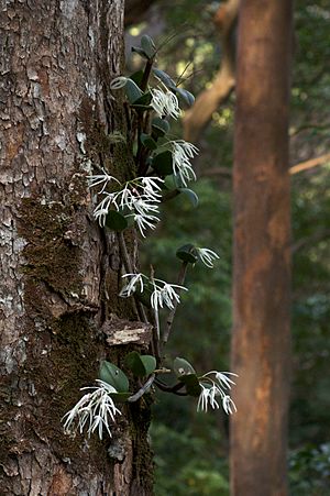 Dendrobium aemulum.jpg