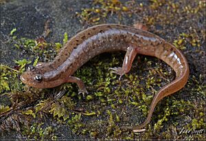 Desmognathus planiceps.jpg