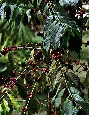 Detail of coffee plant showing beans and leaves