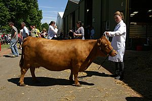 Dexter cow, Three Counties Show