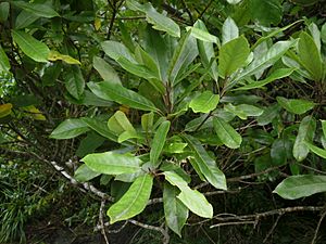 Elaeocarpus dentatus 11
