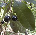 Elaeodendron melanocarpum fruit