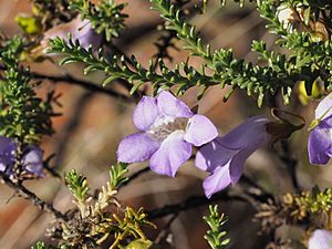 Eremophila exilifolia (leaves and flowers).jpg