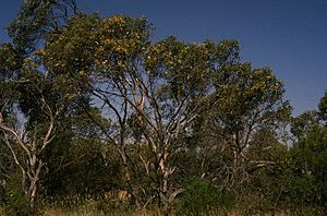 Eucalyptus angulosa.jpg