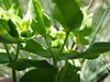 Euphorbia spathulata (7495152596)