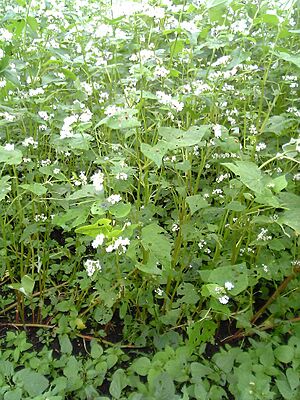 Fagopyrum esculentum overview jp