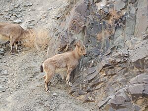 Female Siberian ibex (Capra sibirica) Kargil