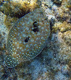 Flounder hawaii