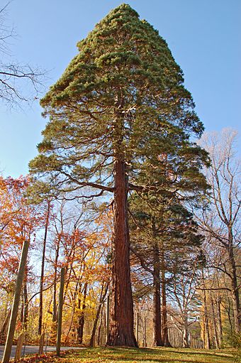 Giant Sequoia Sequoiadendron giganteum Tyler Tree 2000px.jpg