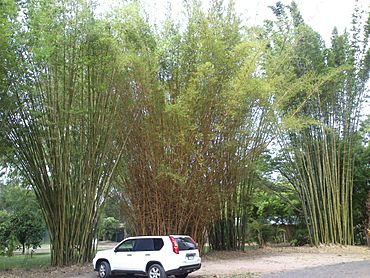 Giant bamboo in carpark - panoramio.jpg