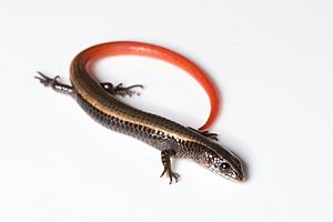 Golden Spectacled Tegu.jpg