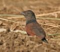 Greater Coucal (Centropus sinensis) - Immature at Hodal Iws IMG 1211