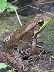 Green Frog Rana clamitans 2448px.jpg